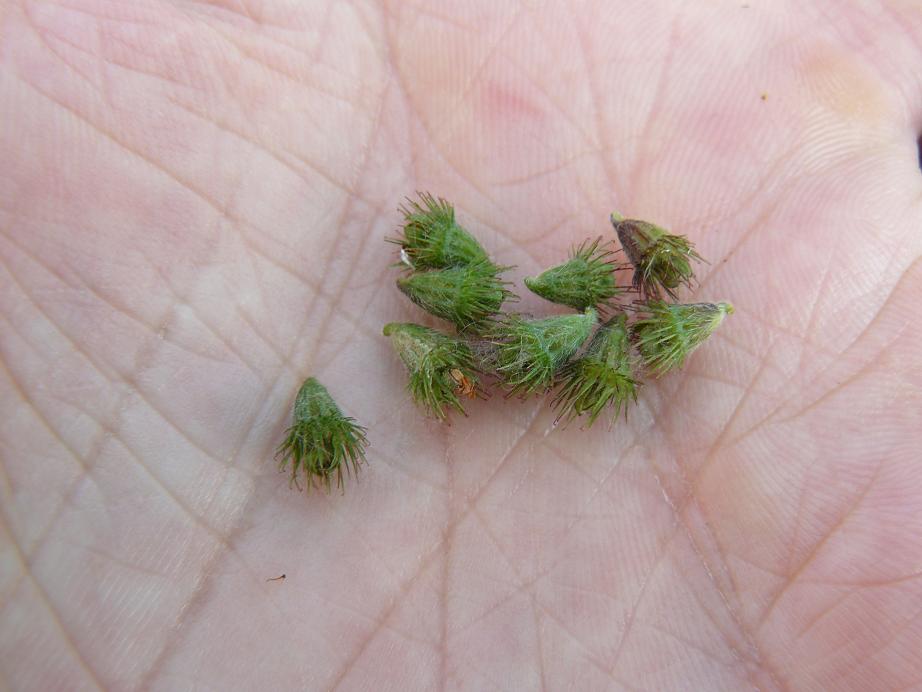 Infruttescenze  di Agrimonia eupatoria